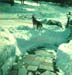 blizzard78D